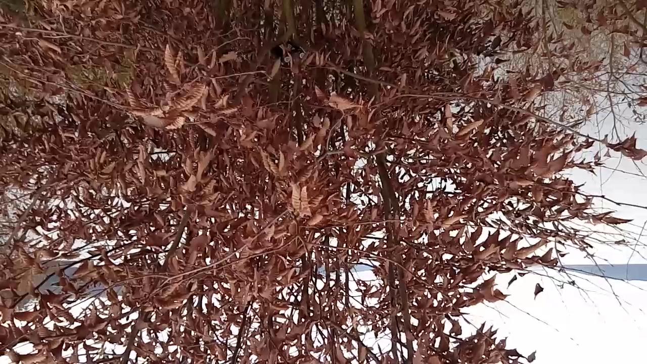 Flatternde Blätter am Brombachsee