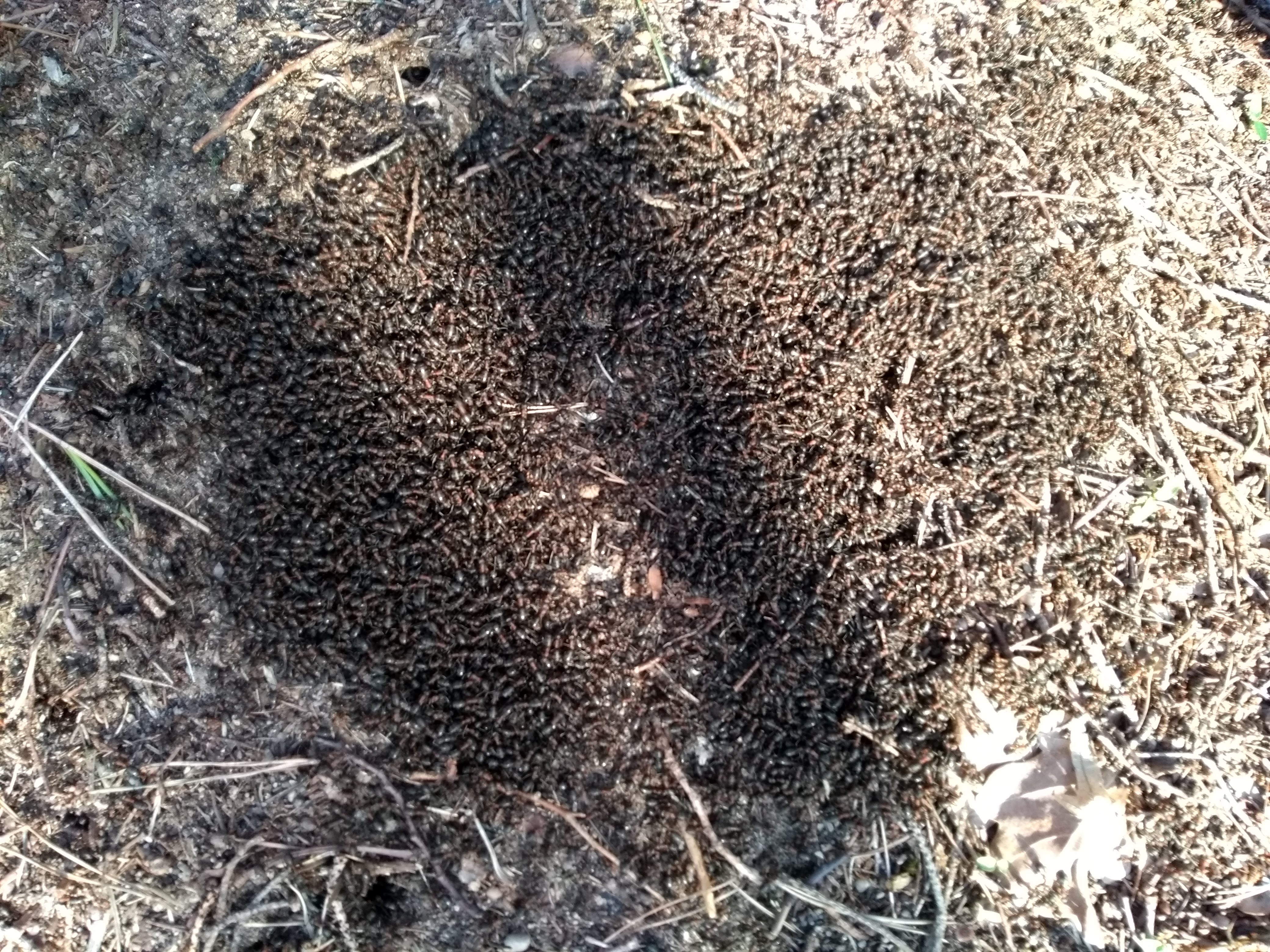 Ein Ameisenhaufen im Februar